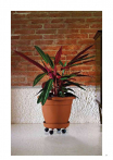 catalogo_lhicum_2018_1-p063