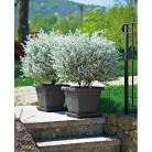 catalogo_lhicum_2018_1-p007