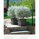 catalogo_lhicum_2018_1-p030