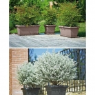 catalogo_lhicum_2018_1-p032