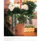 catalogo_lhicum_2018_1-p048