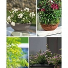 catalogo_lhicum_2018_1-p051