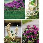 catalogo_lhicum_2018_1-p067