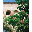 catalogo_lhicum_2018_1-p069