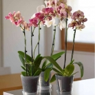 catalogo_mitu_2018_1-p074