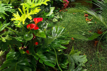 izlozhenia-sabitia-JUNGLE-3