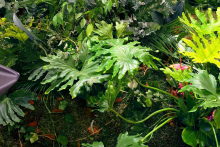 izlozhenia-sabitia-JUNGLE-6