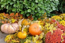 NG-AUTUMN_21-1