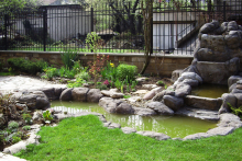 Озеленяване на вила в Лозенец, Бургас-4-0004