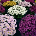 ssrrrrsrrr-ssrrrrsrrr_82cf0fff35