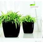 kasphi-saksii-katalog-lechuza-3-016-016