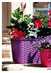 kasphi-katalog-last-giardino-020-020