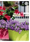 kasphi-katalog-last-giardino-021-021