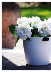 kasphi-katalog-last-giardino-034-034