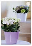 kasphi-katalog-last-giardino-044-044