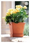 kasphi-katalog-last-giardino-080-080