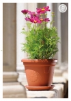 kasphi-katalog-last-giardino-082-082