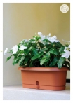 kasphi-katalog-last-giardino-100-100