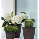 kasphi-katalog-last-giardino-012-012