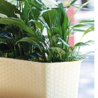 kasphi-katalog-last-giardino-017-017