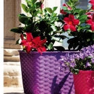 kasphi-katalog-last-giardino-020-020