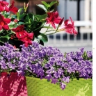 kasphi-katalog-last-giardino-021-021