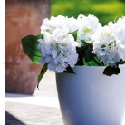 kasphi-katalog-last-giardino-034-034