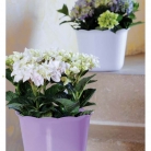 kasphi-katalog-last-giardino-044-044