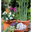 kasphi-katalog-last-giardino-062-062