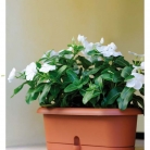 kasphi-katalog-last-giardino-100-100