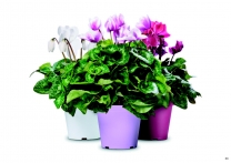 katalog-kashpi-erba12-035-035