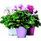 katalog-kashpi-erba12-035-035