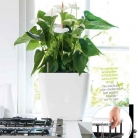 b2b-lechuza-pflanzgefaesse-sortiment-broschuere-de-2018-p087