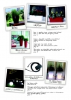 saksii-nikoli-katalog-web_2013-004-004