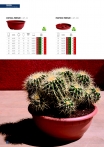 saksii-nikoli-katalog-web_2013-074-074