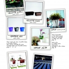 saksii-nikoli-katalog-web_2013-005-005