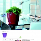 saksii-nikoli-katalog-web_2013-060-060