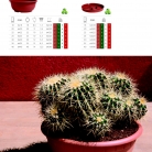 saksii-nikoli-katalog-web_2013-074-074