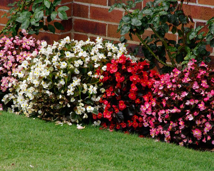 begonia-semperflorens
