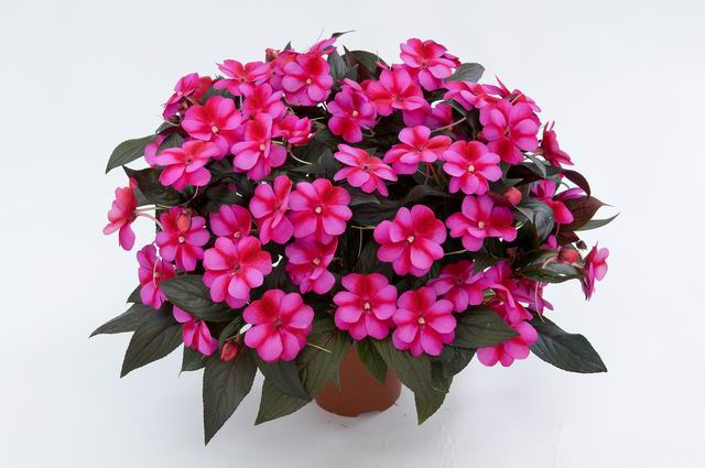 impatiens-new-guinea