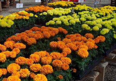 tagetes-erecta