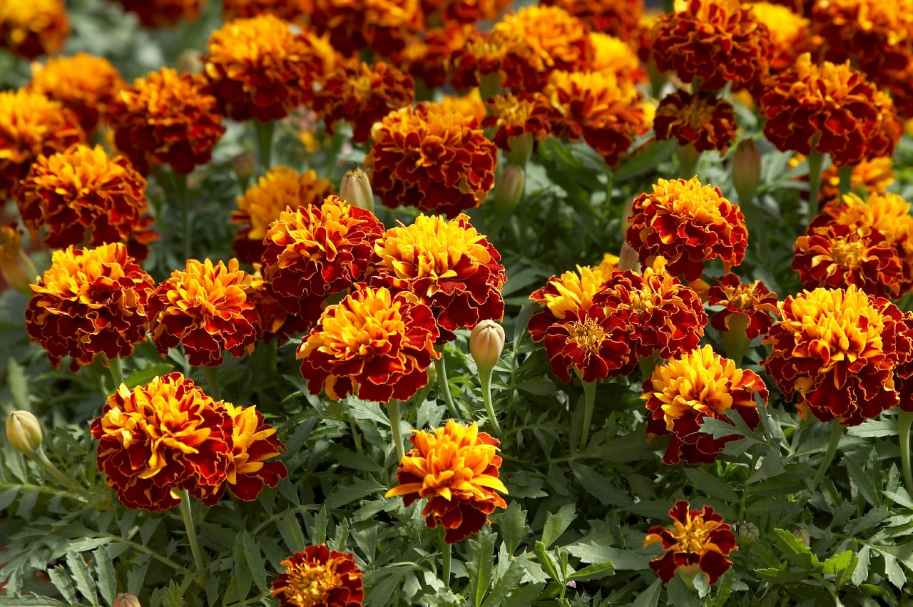 tagetes-patula-hero-harmony-w1951-3