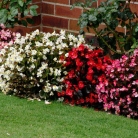 begonia-semperflorens