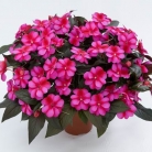 impatiens-new-guinea