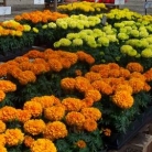 tagetes-erecta