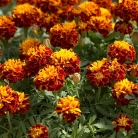 tagetes-patula-hero-harmony-w1951-3