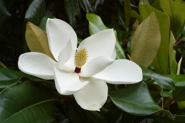 Magnolia grandiflora 2